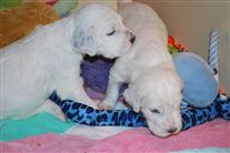 Click for large image