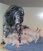 Click for large image