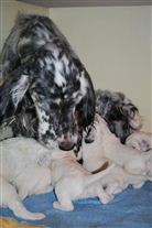 Click for large image