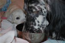 Click for large image