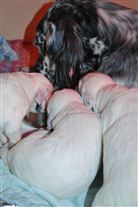 Click for large image