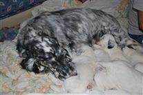 Click for large image