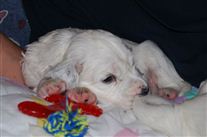 Click for large image