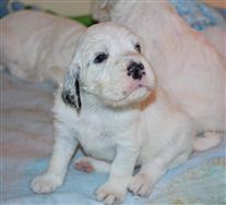 Click for large image