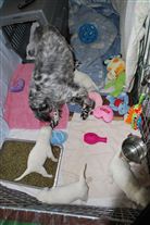 Click for large image