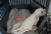 Click for large image