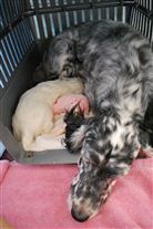 Click for large image