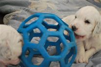 Click for large image