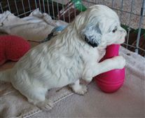 Click for large image