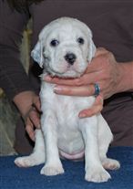 Click for large image