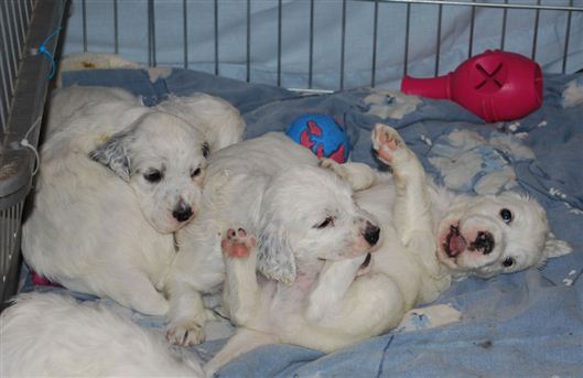 Click for large image