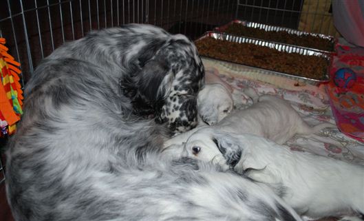 Click for large image