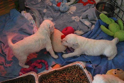 Click for large image