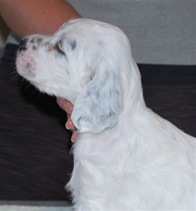 Click for large image