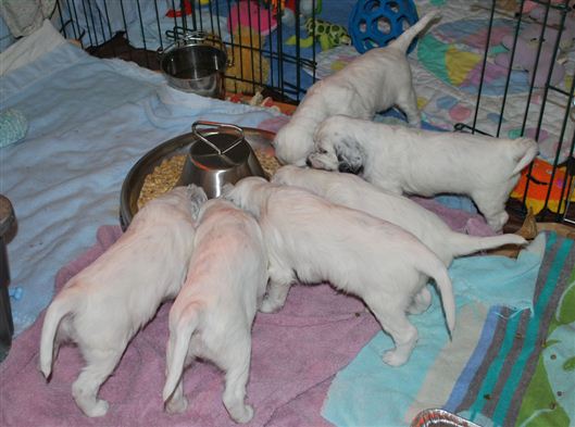 Click for large image