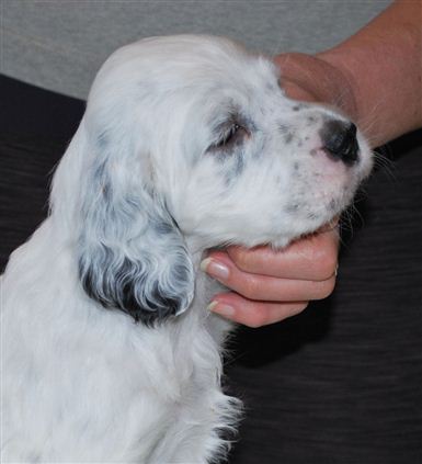 Click for large image