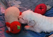 Click for large image