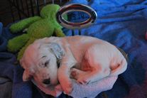 Click for large image