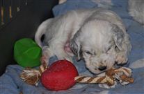 Click for large image