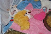 Click for large image