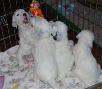 Click for large image