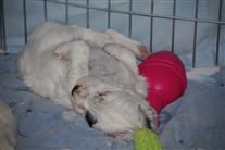 Click for large image