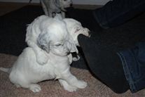 Click for large image