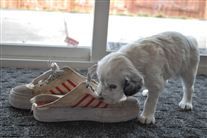 Click for large image