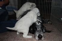 Click for large image