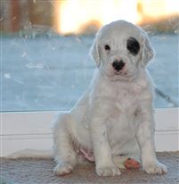 Click for large image