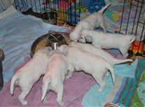 Click for large image