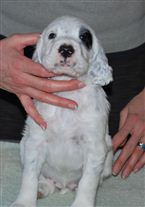 Click for large image