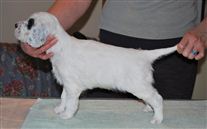 Click for large image