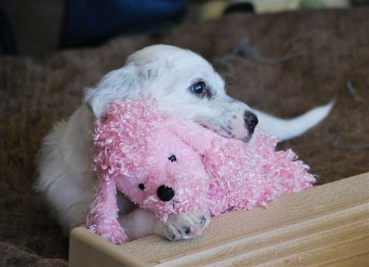 Click for large image