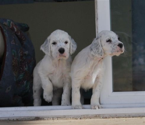 Click for large image