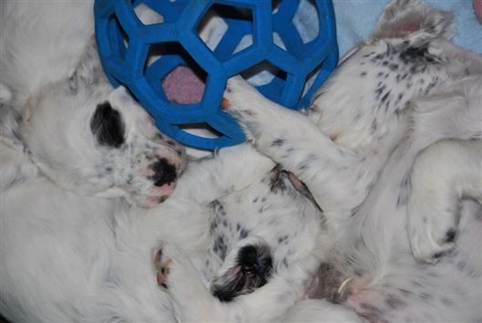 Click for large image