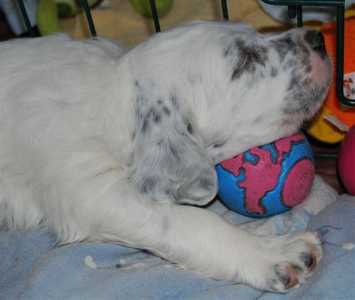 Click for large image