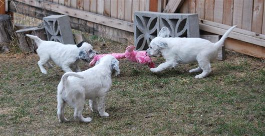 Click for large image