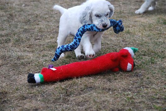 Click for large image