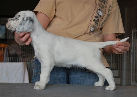 Click for large image