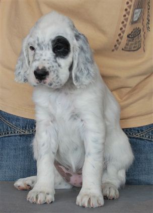 Click for large image