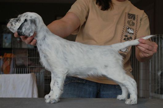 Click for large image