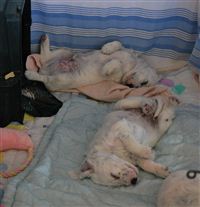 Click for large image