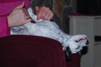 Click for large image