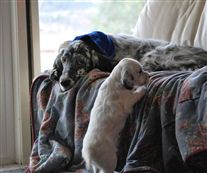 Click for large image