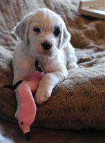 Click for large image