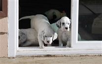 Click for large image