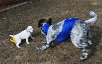 Click for large image