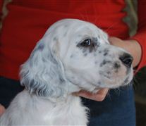 Click for large image