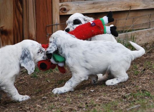 Click for large image